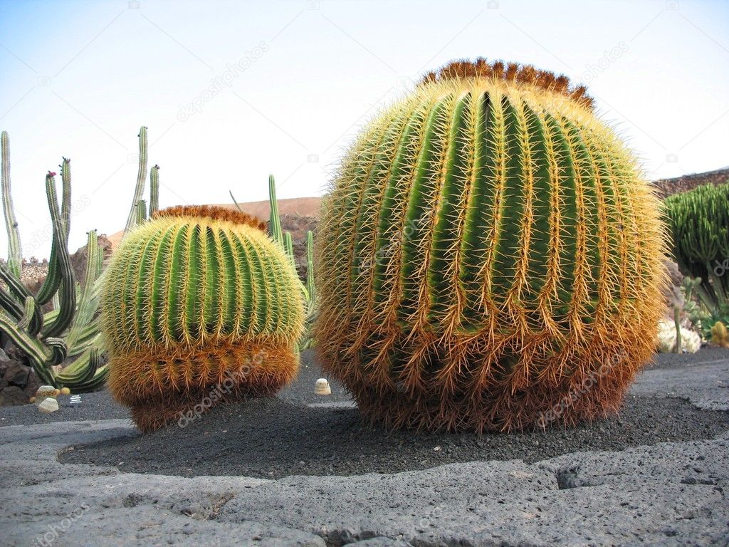 Cacti in Lanzarote