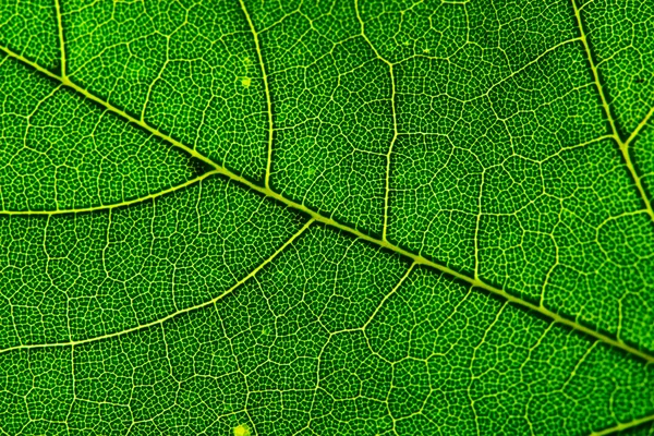 stock image Leaf of the maple close-up