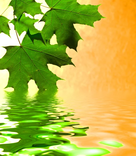 Leaf of the maple are reflected in water Stock Picture