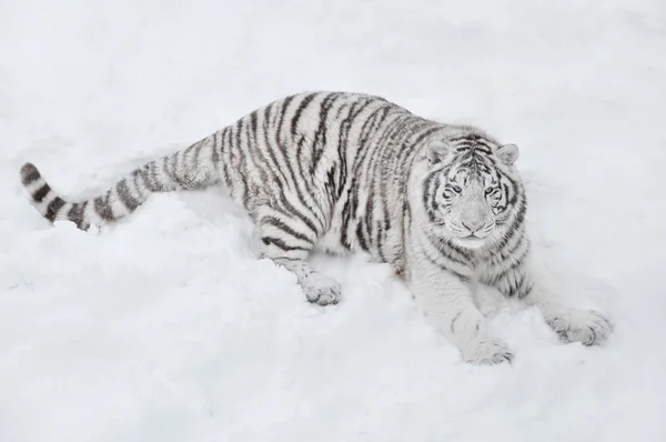 Tigre bianca sdraiata nella neve e guarda — Foto Stock