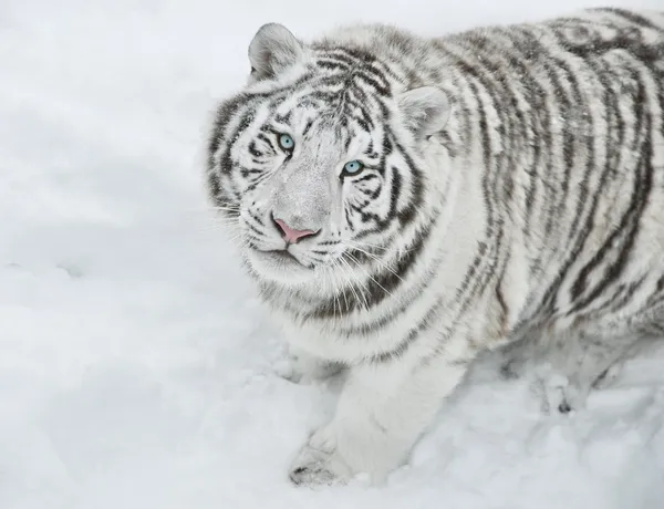 stock image Tiger sits and stares intently at me