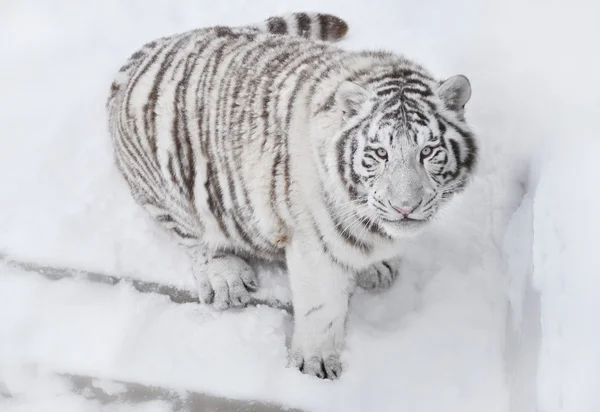 Witte tijger zit en kijkt me — Stockfoto