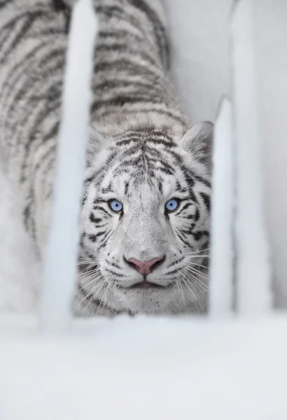 Tigre miró a los ojos — Foto de Stock