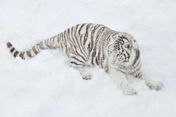 Tigre bianca sdraiata sulla neve — Foto Stock
