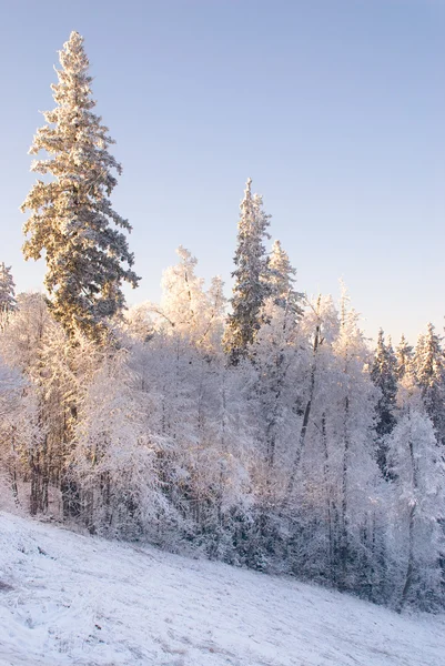 冬の森の斜面に — ストック写真