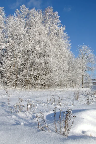 Slunečný den v zimním lese — Stock fotografie