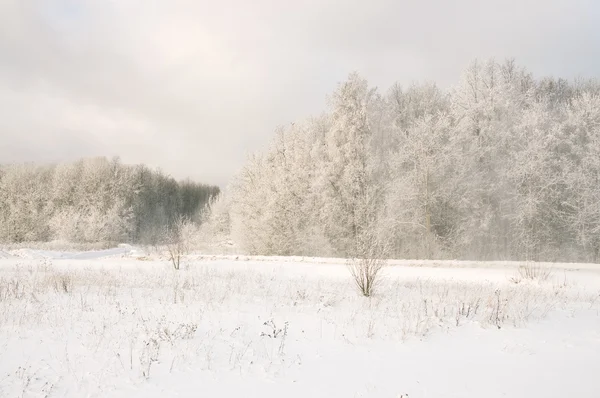 Śnieg spadają z drzew zimą — Zdjęcie stockowe