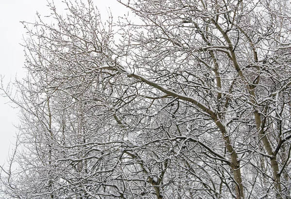 stock image Winter forest