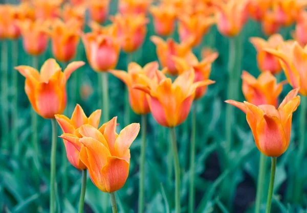 Viele orangefarbene Tulpen — Stockfoto