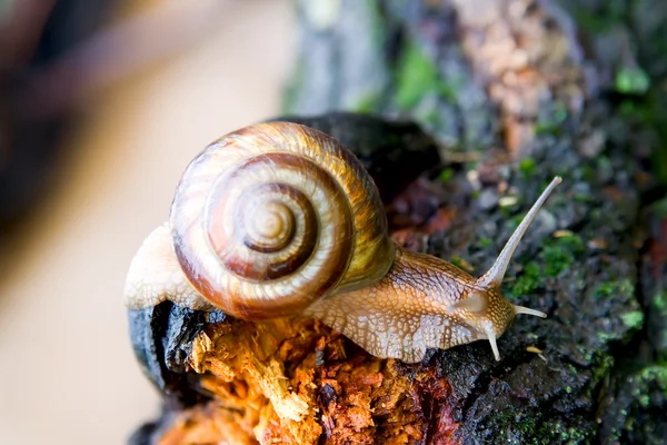 Snail — Stock Photo © Sergios #1855437