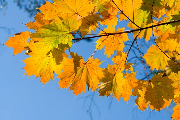 Red maple branch — Stock Photo © Sergios #1798338