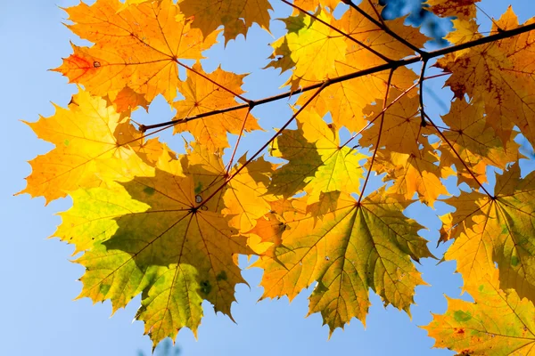 Red maple branch — Stock Photo © Sergios #1798338