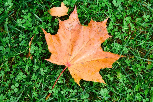 Maple Leaf Seasons Stock Photos, Royalty Free Maple Leaf Seasons Images 