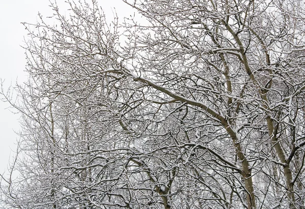 Floresta de Inverno Imagem De Stock