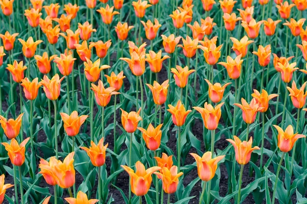 Lots of orange tulips Stock Photo