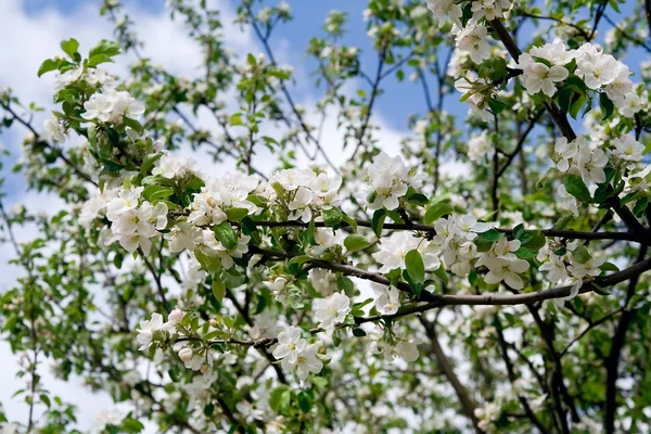 Яблуневий цвіт Ліцензійні Стокові Фото