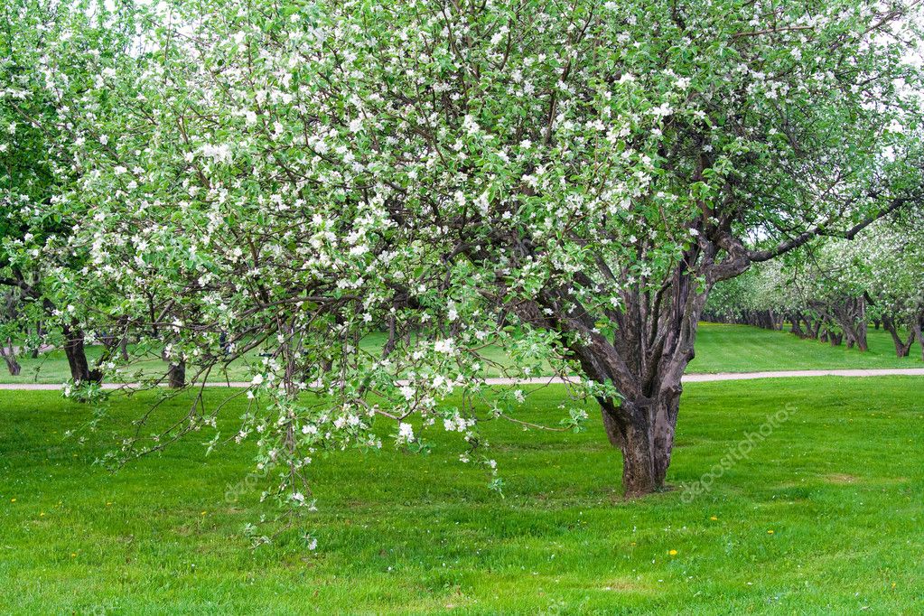 Apple Blossom — Stock Photo © Sergios 1797363