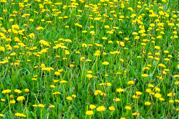Prairie aux pissenlits jaunes — Photo