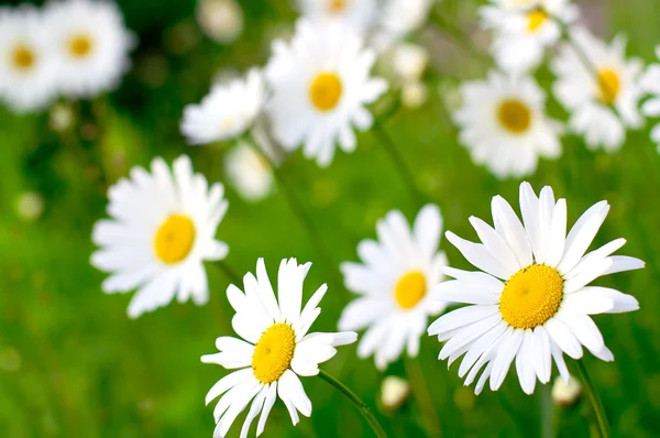Daisy flower — Stock Photo © Sergios #1913479