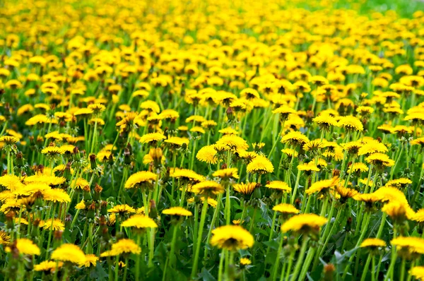 Yellow dandelions Royalty Free Stock Images