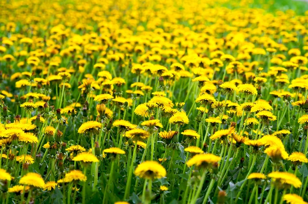 Meadow with yellow dandelions Stock Image