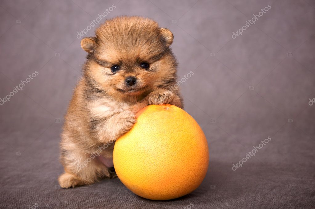 Puppy of the spitzdog with grapefruit ⬇ Stock Photo, Image by © Sergios 1913385
