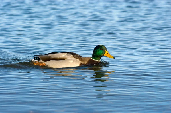 stock image Mallard