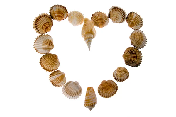 Seashell - coeur sur blanc — Photo
