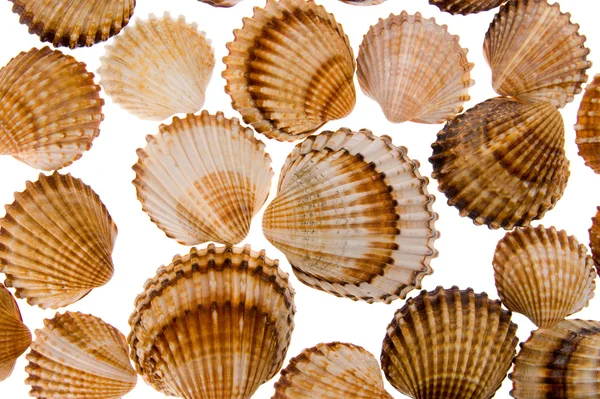 Seashell - background — Stock Photo, Image