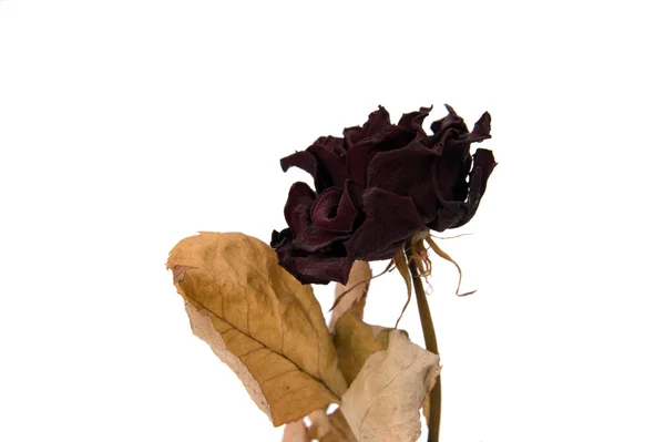 Сухая роза — стоковое фото