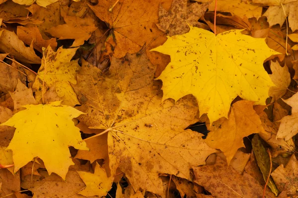 stock image Background from maple leaves