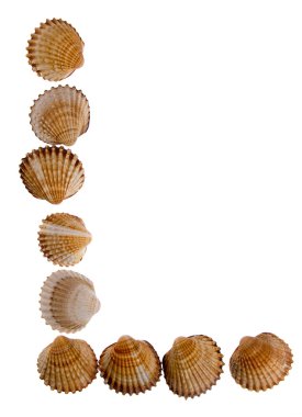 Isolated shell letter L clipart