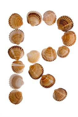 Isolated shell letter R clipart