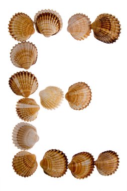 Isolated shell letter E clipart