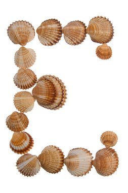 Isolated shell letter E clipart