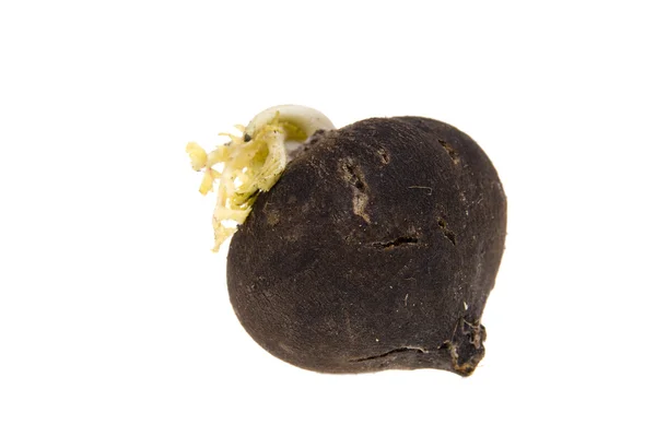 Μαύρο ραπανάκι — Φωτογραφία Αρχείου