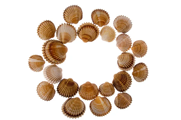 Seashell - cornice su bianco — Foto Stock