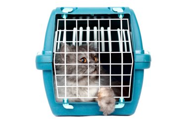 Cat i cage carrier clipart