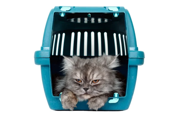 Kat ik cage vervoerder — Stockfoto