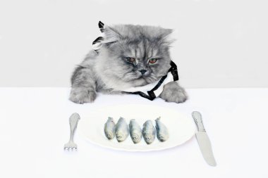 Cat and fish clipart