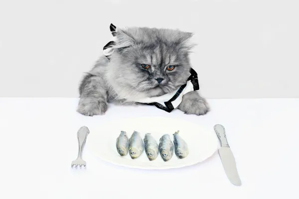 Gato e peixe — Fotografia de Stock