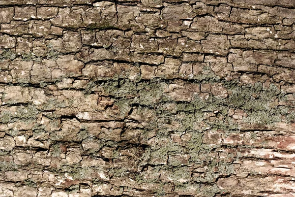 stock image Wood texture