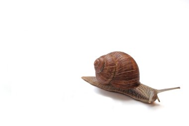 Snail clipart