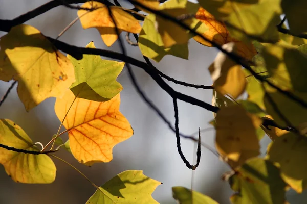 stock image Autumn leaf