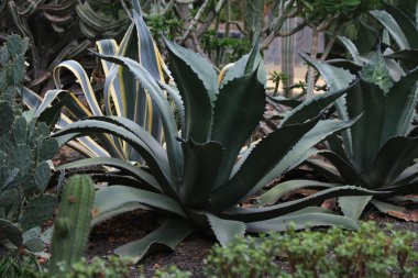 Agave plants clipart