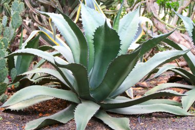 Agave bitkiler