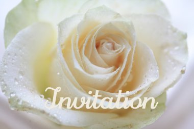 White rose card - invitation clipart