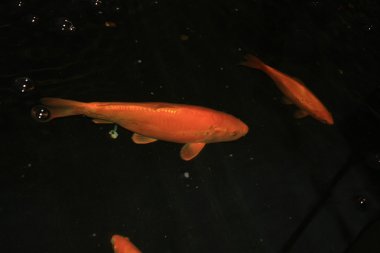 Japon koi