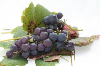 Autumn colored grape leaves and grapes clipart