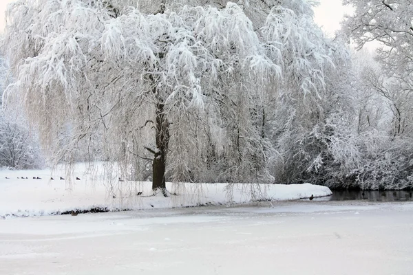 Een winter forest — Stockfoto